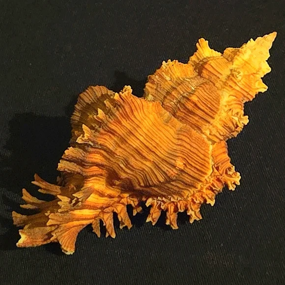 Unique Natural Seashell Collection-30yo Rare Hawaiian & 20yo Floridian, 2"-4.5" - Picture 2 of 15